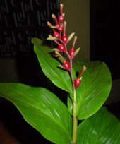Live Collections &raquo; Gingers &raquo; Cautleya