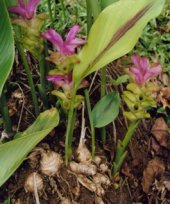 Live Collections &raquo; Gingers &raquo; Curcuma