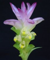 Curcuma amada