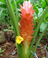 Curcuma aurantiaca
