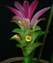 Curcuma caesia 