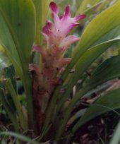 Curcuma coriacea