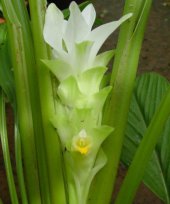 Curcuma longa