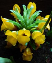 Curcuma oligantha var. lutea