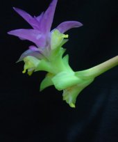 Curcuma malabarica