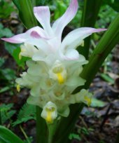 Curcuma montana