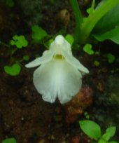 Curcuma oligantha var. oligantha