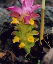 Curcuma pseudomontana