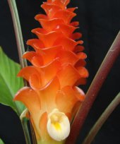 Curcuma roscoeana