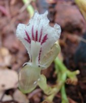 Live Collections &raquo; Gingers &raquo; Elettaria