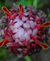 Live Collections &raquo; Gingers &raquo; Etlingera