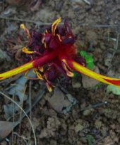 Etlingera linguiformis