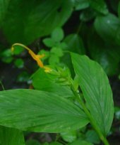 Live Collections &raquo; Gingers &raquo; Globba