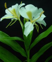 Live Collections &raquo; Gingers &raquo;  Hedychium