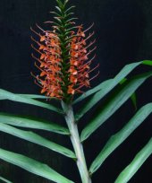 Hedychium coccineum