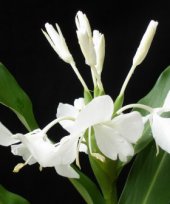 Hedychium coronarium