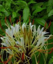 Hedychium ellipticum
