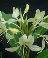 Hedychium flavescens 