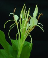 Hedychium gracile