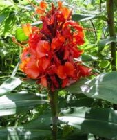 Hedychium rubrum 