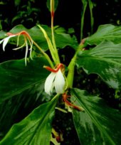 Hedychium spicatum var. spicatum 