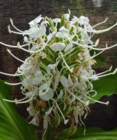Hedychium stenopetalum