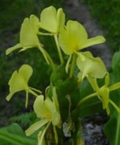 Hedychium wardii