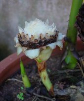 Live Collections &raquo; Gingers &raquo; Hornstedtia