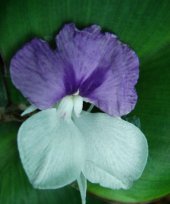 Kaempferia marginata