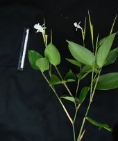 Live Collections &raquo; Maranta &raquo; Schumannianthus