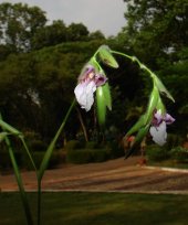 Live Collections &raquo; Maranta &raquo; Thalia