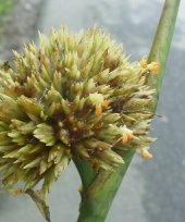 Live Collections &raquo; Maranta &raquo; Stachyphrynium