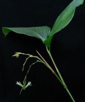 Live Collections &raquo; Maranta &raquo; Donax