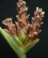 Live Collections &raquo; Maranta &raquo; Phrynium