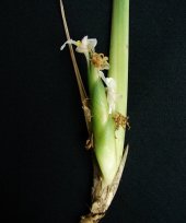 Stachyphrynium spicatum