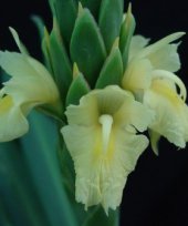 Live Collections &raquo; Gingers &raquo; Zingiber