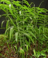 Zingiber officinale
