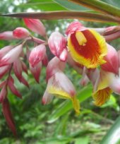 Live Collections &raquo; Gingers &raquo; ALPINIA