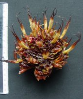 Amomum subulatum cv. Ramsey 