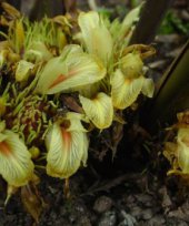 Amomum subulatum cv. Sawaney 