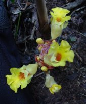 Amomum masticatorium