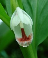 Boesenbergia pulcherrima