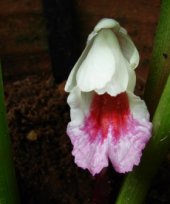 Live Collections &raquo; Gingers &raquo; Boesenbergia