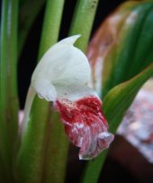 Boesenbergia pandurata