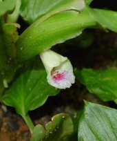 Boesenbergia tiliaefolia