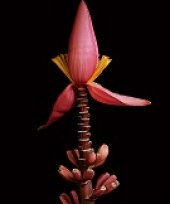 Musa velutina subsp. markkuana