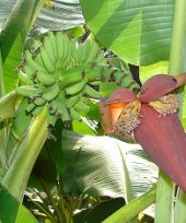 Musa flaviflora