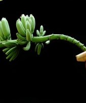 Live Collections &raquo; Musa &raquo; Musa