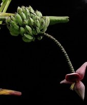 Musa balbisiana var. andamannica