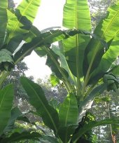 Live Collections &raquo; Musa &raquo; Ensete